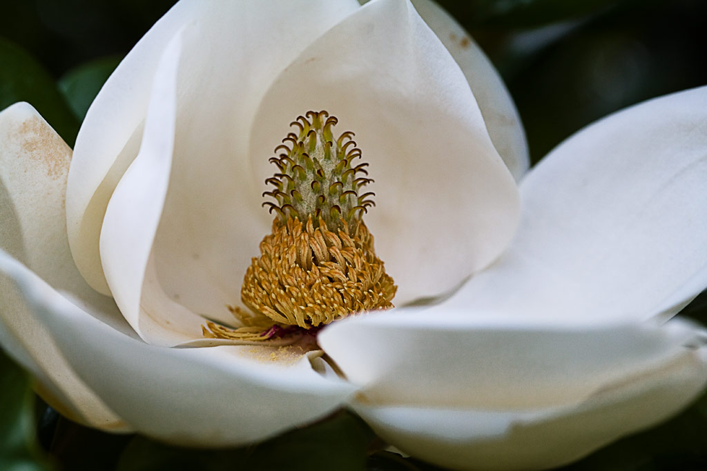 PRO_02 Flower petals with details sharpened in Photoshop © 2009 by Doug Sahlin