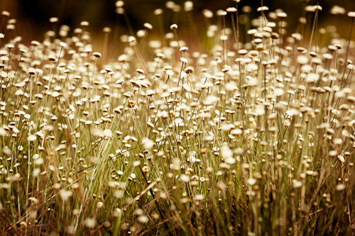 BlogPost_040911 Wildflowers in a Field - copyright 2011 by Doug Sahlin