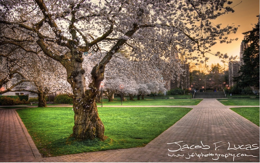 Cherry Blossoms - Jacob Lucas Cherry Blossoms by Jacob Lucas