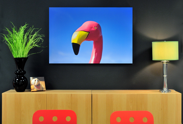 Plunket DSC_4566web Flamingo Canvas Gallery Wrap 32x48